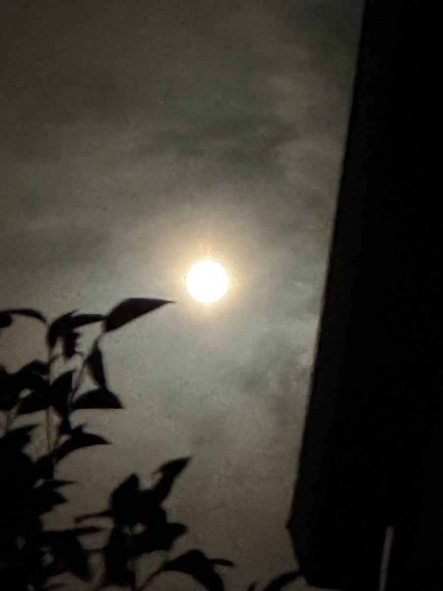 MA88valtza's tweet photo. 月が丸いですね、(月)じゃないけど月に酔う🐰🌕 https://t.co/Zn1ri4hQbu