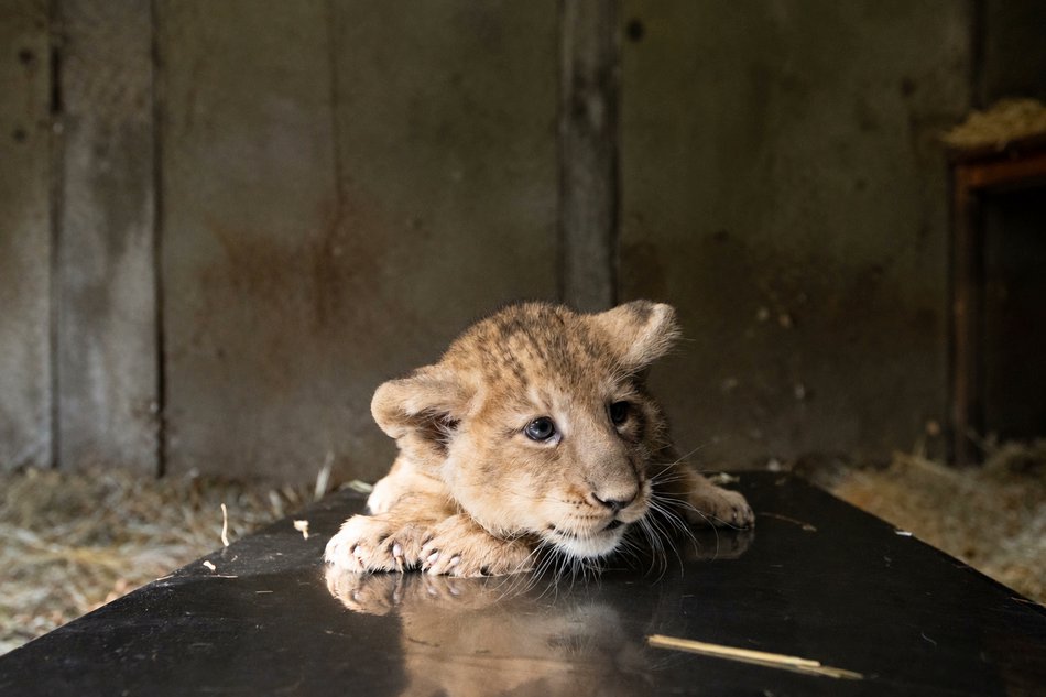 walasek_mateusz's tweet photo. W łódzkim ZOO 🐅🦧🐘  urodziły się dwa lwy azjatyckie🦁🦁 - samczyk i samiczka. To pierwszy przychówek tego podgatunku od 21. lat❗️Łódzkie ZOO jest pionierem w Polsce w hodowli lwa azjatyckiego i jednym z dwu ogrodów w naszym kraju w których mieszka.   
Więcej 👇
#lew #ZOO https://t.co/SoWBBqfgFL