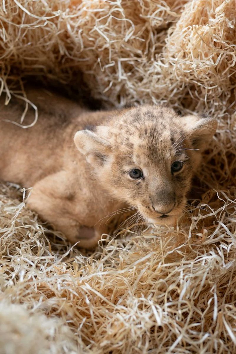 walasek_mateusz's tweet photo. W łódzkim ZOO 🐅🦧🐘  urodziły się dwa lwy azjatyckie🦁🦁 - samczyk i samiczka. To pierwszy przychówek tego podgatunku od 21. lat❗️Łódzkie ZOO jest pionierem w Polsce w hodowli lwa azjatyckiego i jednym z dwu ogrodów w naszym kraju w których mieszka.   
Więcej 👇
#lew #ZOO https://t.co/SoWBBqfgFL