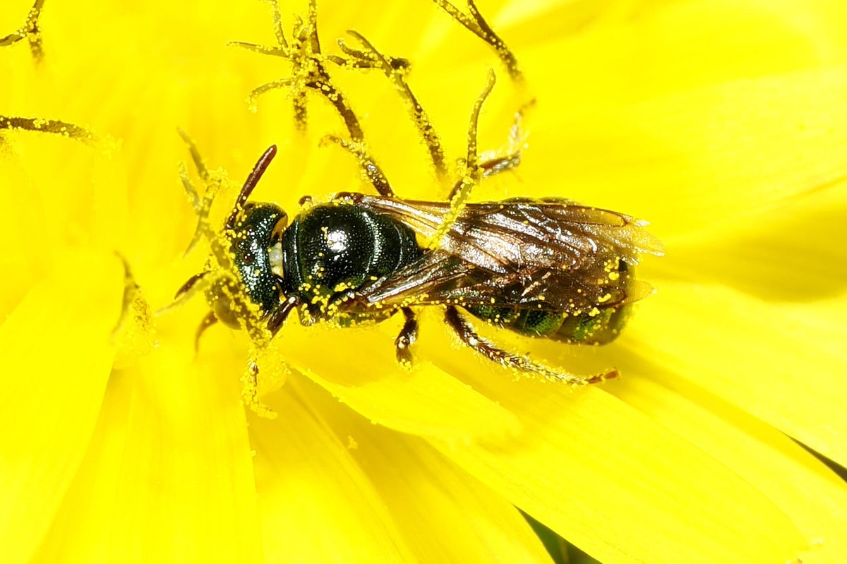 TheHolyHabibee's tweet photo. Bee of the day #335 is the blue carpenter bee who is not actually a carpenter bee: Ceratina cyanea. Now the genus Ceratina is commonly called the "small carpenter bees" in contrast to Xylocopa, the "large" carpenter bees (or just "carpenter bees"). Funny, considering that Ceratina is in the Apidae bee family as opposed to the Megachilidae leafcutter bee family.

Female C. cyanae (& the Ceratina genus as a whole) nest in plant stems, digging out the soft tissues of plants (phloem and whatnot), whereas carpenters nest in hollow branches and stems, similar beehaviour, at a larger scale.

What's interesting about these bees is that both males and females overwinter inside their cells, that is, the larvae completes its development and hatches as an adult, going into diapause as winter hits... "these young adults are fed with pollen and nectar by their mother and sometimes by a sister before overwintering" (from the introduction of Mikat & Straka, 2021)

📷Martin Elkins, Bristol