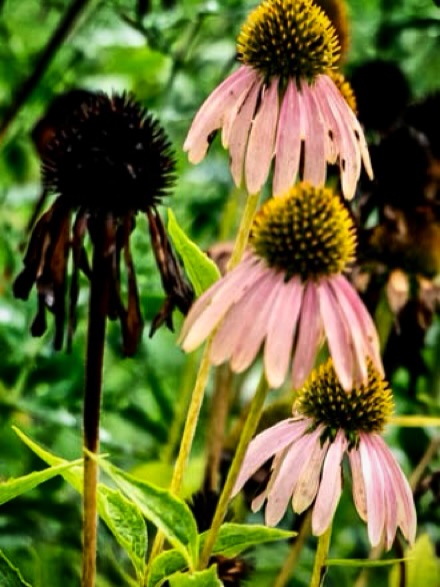 ArlenDublevzv2's tweet photo. Echinacea blooming in Central Park. https://t.co/LWZHaS0X5m