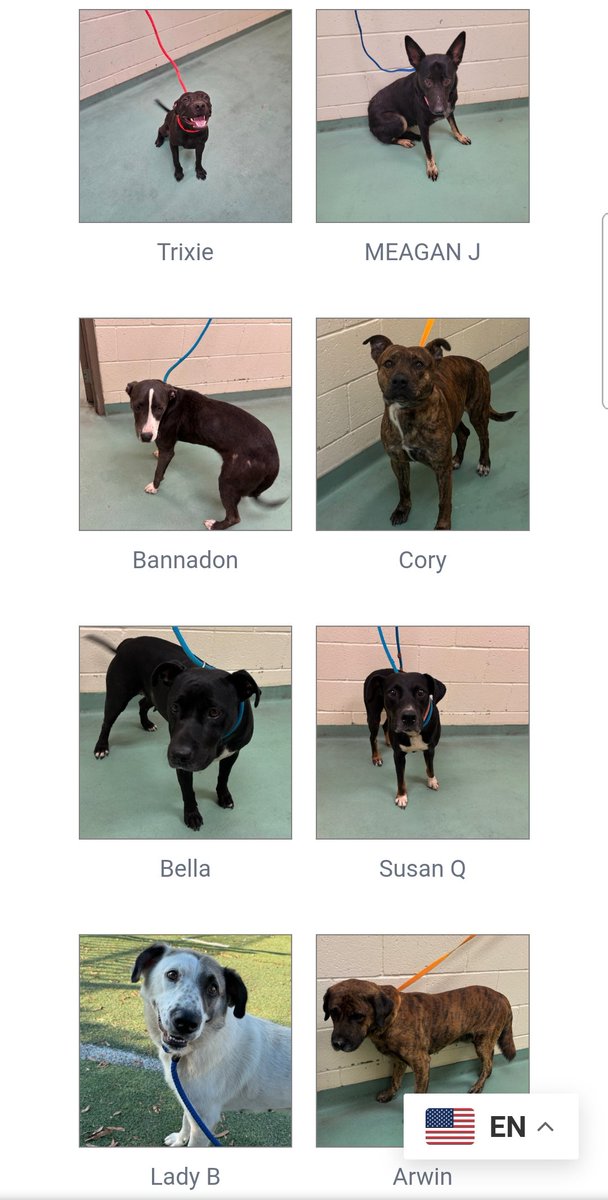 itsadogslifersq's tweet photo. "Pending #euthanasia list" at

📍#Memphis Animal Services #TN

Our most urgent friends who are holding out waiting to be seen &amp; saved by their new families.

All good, sweet, social dogs, or otherwise they wouldn't be alive anymore!

Save a life today
⬇️
https://t.co/n9dz7iNobu https://t.co/bxL93GPf5r