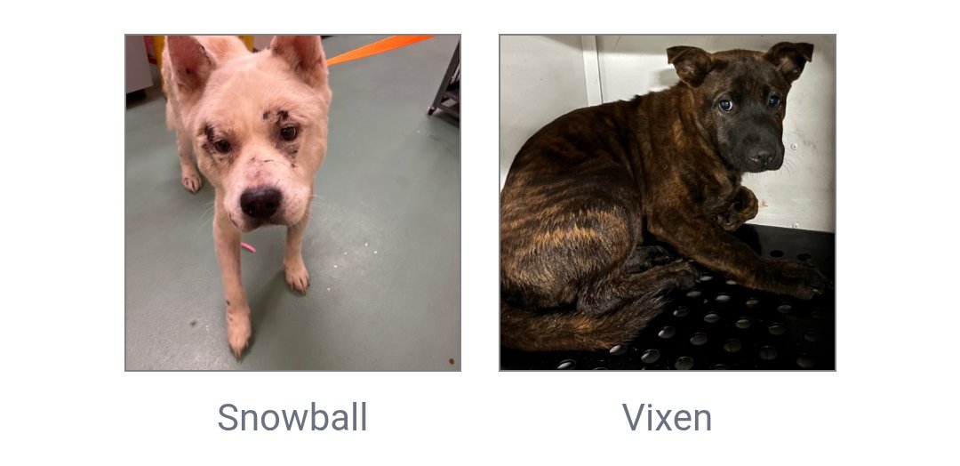 itsadogslifersq's tweet photo. "Pending #euthanasia list" at

📍#Memphis Animal Services #TN

Our most urgent friends who are holding out waiting to be seen &amp; saved by their new families.

All good, sweet, social dogs, or otherwise they wouldn't be alive anymore!

Save a life today
⬇️
https://t.co/n9dz7iNobu https://t.co/bxL93GPf5r