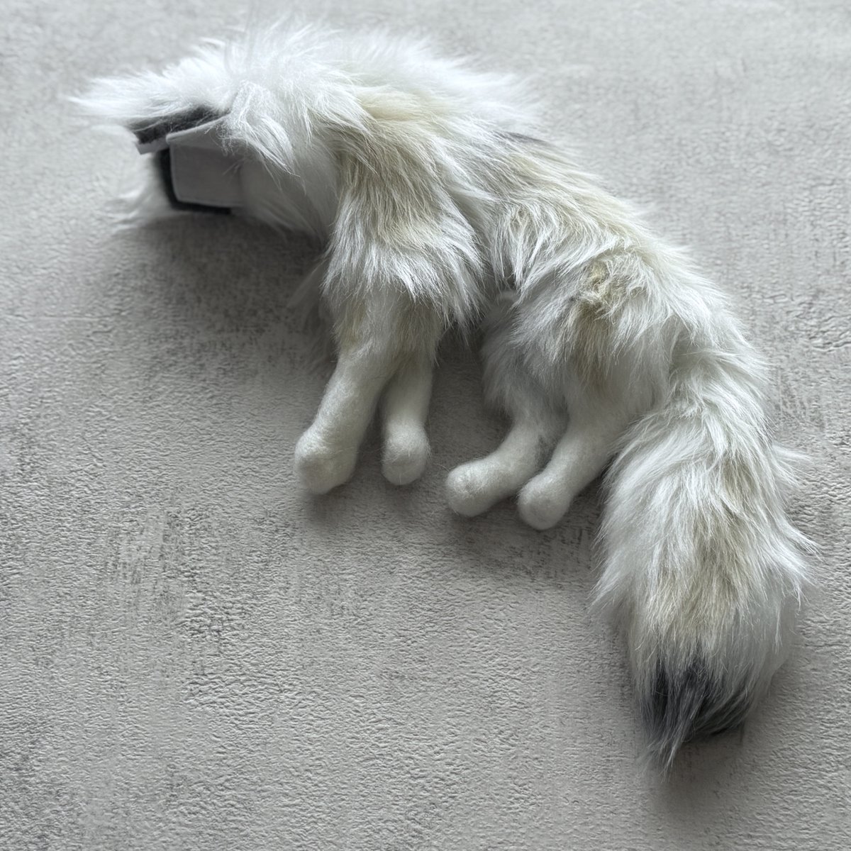 yokookada_bone's tweet photo. 完成が近づくほど、
「できた」より「足りない」が見えてくる。
「身体がほぼできた」ではなく、
「頭がない」が気になってくる。
ギョッとされないように、
撮影の仕方を気にするようになる。
白いオオカミ、
制作再開いたしました。
#capeesh https://t.co/Uevhl6U3hV