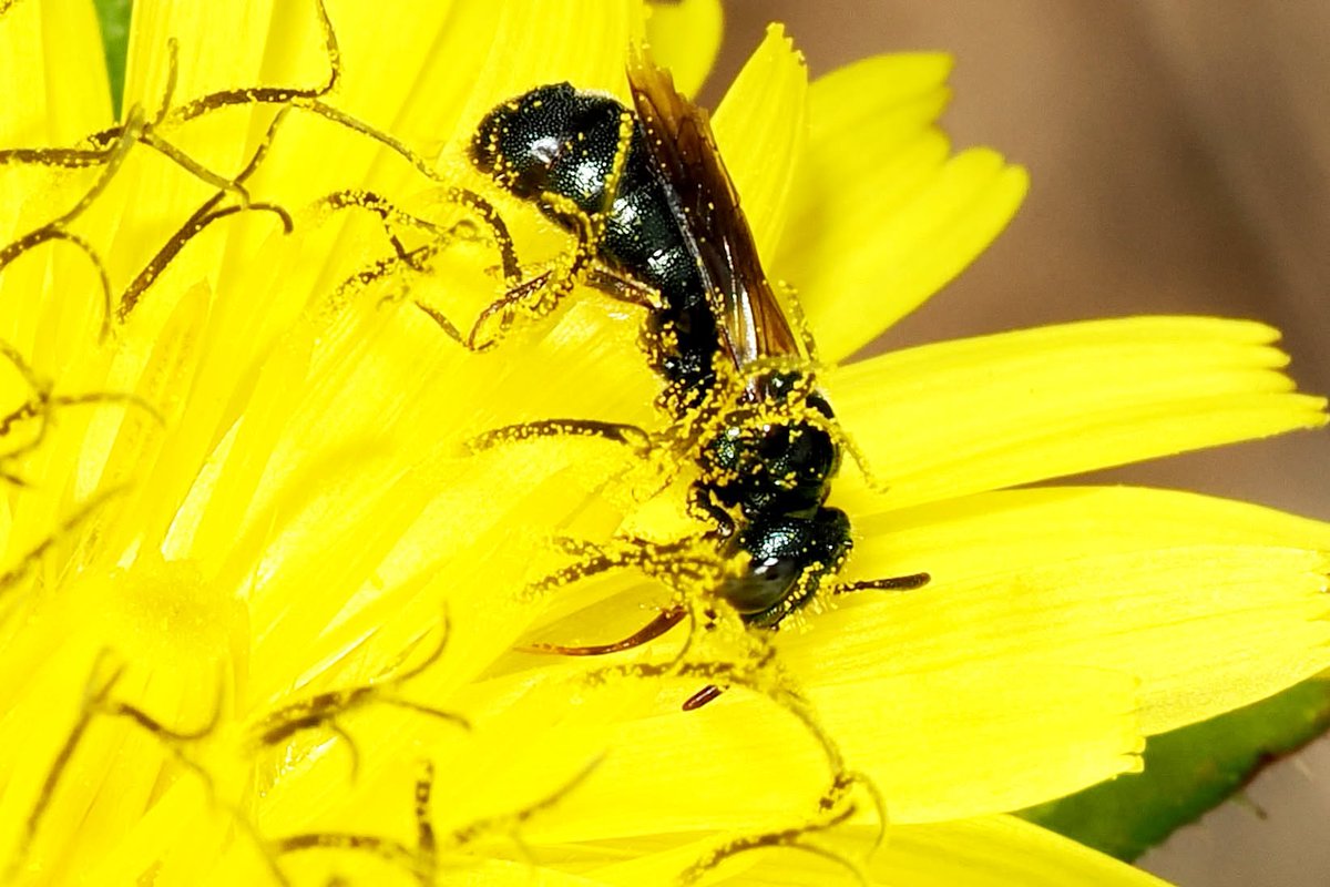TheHolyHabibee's tweet photo. Bee of the day #335 is the blue carpenter bee who is not actually a carpenter bee: Ceratina cyanea. Now the genus Ceratina is commonly called the "small carpenter bees" in contrast to Xylocopa, the "large" carpenter bees (or just "carpenter bees"). Funny, considering that Ceratina is in the Apidae bee family as opposed to the Megachilidae leafcutter bee family.

Female C. cyanae (& the Ceratina genus as a whole) nest in plant stems, digging out the soft tissues of plants (phloem and whatnot), whereas carpenters nest in hollow branches and stems, similar beehaviour, at a larger scale.

What's interesting about these bees is that both males and females overwinter inside their cells, that is, the larvae completes its development and hatches as an adult, going into diapause as winter hits... "these young adults are fed with pollen and nectar by their mother and sometimes by a sister before overwintering" (from the introduction of Mikat & Straka, 2021)

📷Martin Elkins, Bristol