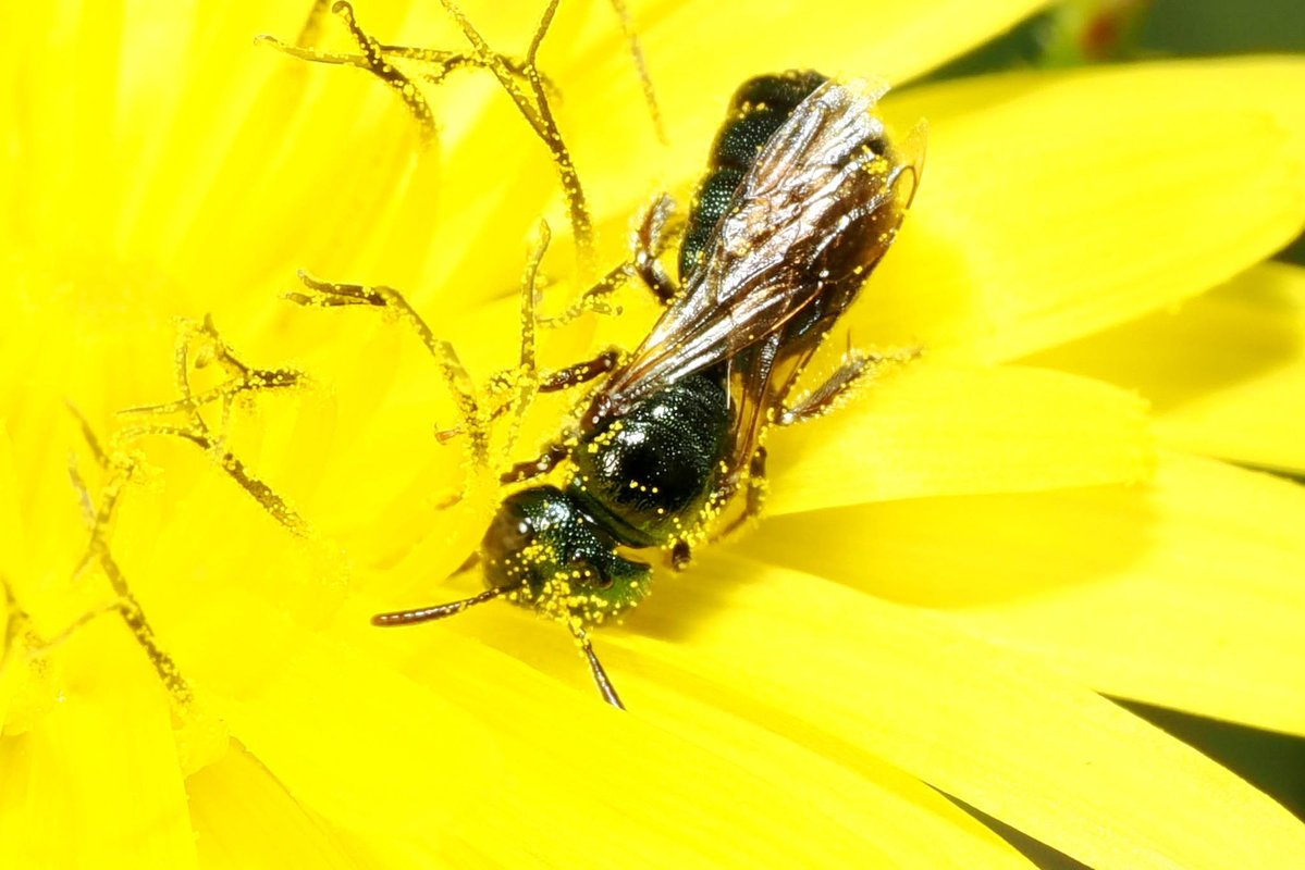 TheHolyHabibee's tweet photo. Bee of the day #335 is the blue carpenter bee who is not actually a carpenter bee: Ceratina cyanea. Now the genus Ceratina is commonly called the "small carpenter bees" in contrast to Xylocopa, the "large" carpenter bees (or just "carpenter bees"). Funny, considering that Ceratina is in the Apidae bee family as opposed to the Megachilidae leafcutter bee family.

Female C. cyanae (& the Ceratina genus as a whole) nest in plant stems, digging out the soft tissues of plants (phloem and whatnot), whereas carpenters nest in hollow branches and stems, similar beehaviour, at a larger scale.

What's interesting about these bees is that both males and females overwinter inside their cells, that is, the larvae completes its development and hatches as an adult, going into diapause as winter hits... "these young adults are fed with pollen and nectar by their mother and sometimes by a sister before overwintering" (from the introduction of Mikat & Straka, 2021)

📷Martin Elkins, Bristol