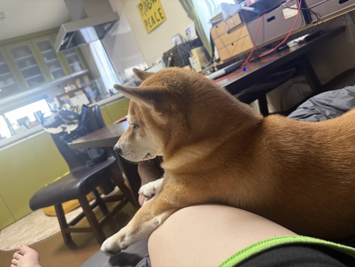 kapital555's tweet photo. 2026/09/25

#犬のてんかん
#柴犬
#獅子丸
#日本犬
#shibainu
#shiba
#shiba_snap
#shibalovers
#shibainustagram
#shibaglobal
#shibaken
#shibadog
#気張り柴犬
#気張り犬
#気張り柴
#てんかん持ちワンコ
#てんかん犬 https://t.co/CWbBExm627