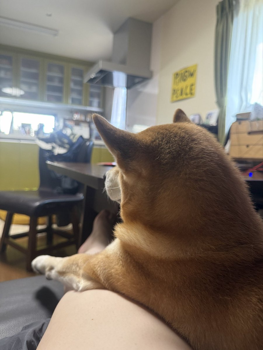 kapital555's tweet photo. 2026/09/25

#犬のてんかん
#柴犬
#獅子丸
#日本犬
#shibainu
#shiba
#shiba_snap
#shibalovers
#shibainustagram
#shibaglobal
#shibaken
#shibadog
#気張り柴犬
#気張り犬
#気張り柴
#てんかん持ちワンコ
#てんかん犬 https://t.co/CWbBExm627