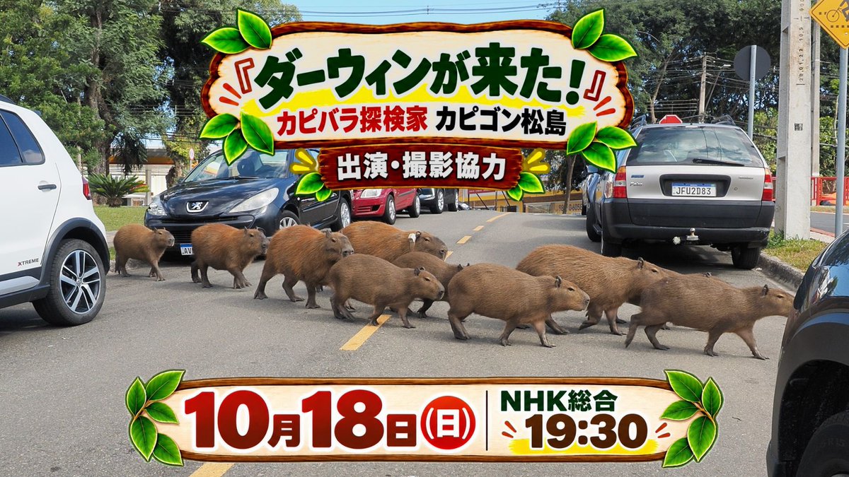 CapybaraCapygon's tweet photo. 【情報解禁！】

📺 NHK総合『ダーウィンが来た！』
🗓 10月18日（日）
⏰ 19:30〜

NHK総合『ダーウィンが来た！』に出演します！

舞台は、ブラジル南部の都市・クリチバ🇧🇷

なぜ、大きな都市の中で野生のカピバラたちが暮らしているのか？

カピバラ探検家として現地を歩き、撮影班、そしてクリチバ市の環境行政を担う皆さんとともに、都市に暮らすカピバラたちの生態と、人と野生動物が共に暮らす街の秘密を探っていきます。

クラウドファンディングでなぜ僕がブラジルを縦断する決意に至ったのか。その理由も放送されます。

これまで僕がブラジルで追い続けてきた「都市とカピバラ」の世界。

撮影の裏側や詳細は、明日以降のVoicyやブログでも少しづお話しします。

#ブラジル #南米 #海外文化 #国際交流 #Voicy #note #カピバラ
