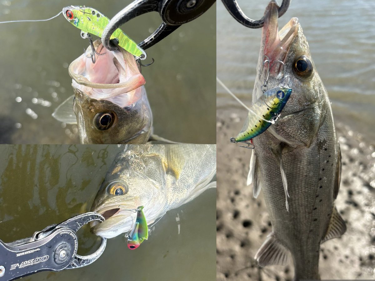 sho_angler_'s tweet photo. 有明海🌊

デカチヌとチーバス！
まだまだバイブレーションの時期でした🫡 https://t.co/v1al3asb9A