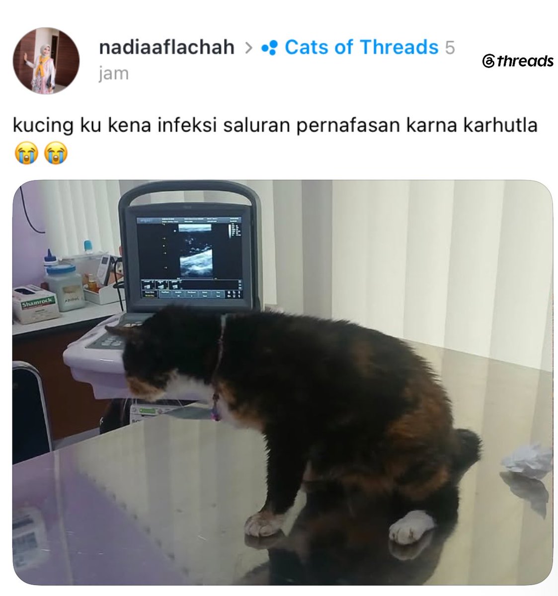 vier4x4's tweet photo. ga cuma manusia yang hidup di dunia ini. 🥲 Pembakaran hutan dan lahan efeknya ke semuanya. Bahkan sekarang ada berita kucing kena penyakit saluran pernapasan akibat asap karhutla.

Terus gimana nasib hewan-hewan yang langsung berhadapan sama api di hutan sana? Mereka ga bisa lari sejauh kita, ga bisa milih pindah tempat kmn. Gila sih, sejauh itu dampak dari keegoisan dan kerakusan manusia.
