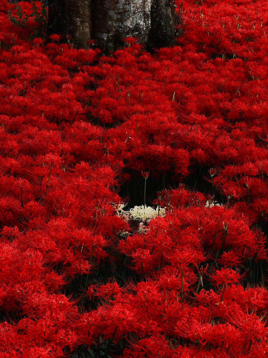 PhoTones_Re's tweet photo. OM SYSTEM OM-3+M.ZUIKO DIGITAL ED 75mm F1.8

今日は少し時間があったので彼岸花を撮りに。
OM-3の表現力に随分と助けられている。

#omsystem
#手持ちハイレゾショット
#カラープロファイル https://t.co/PifyxFDyvR