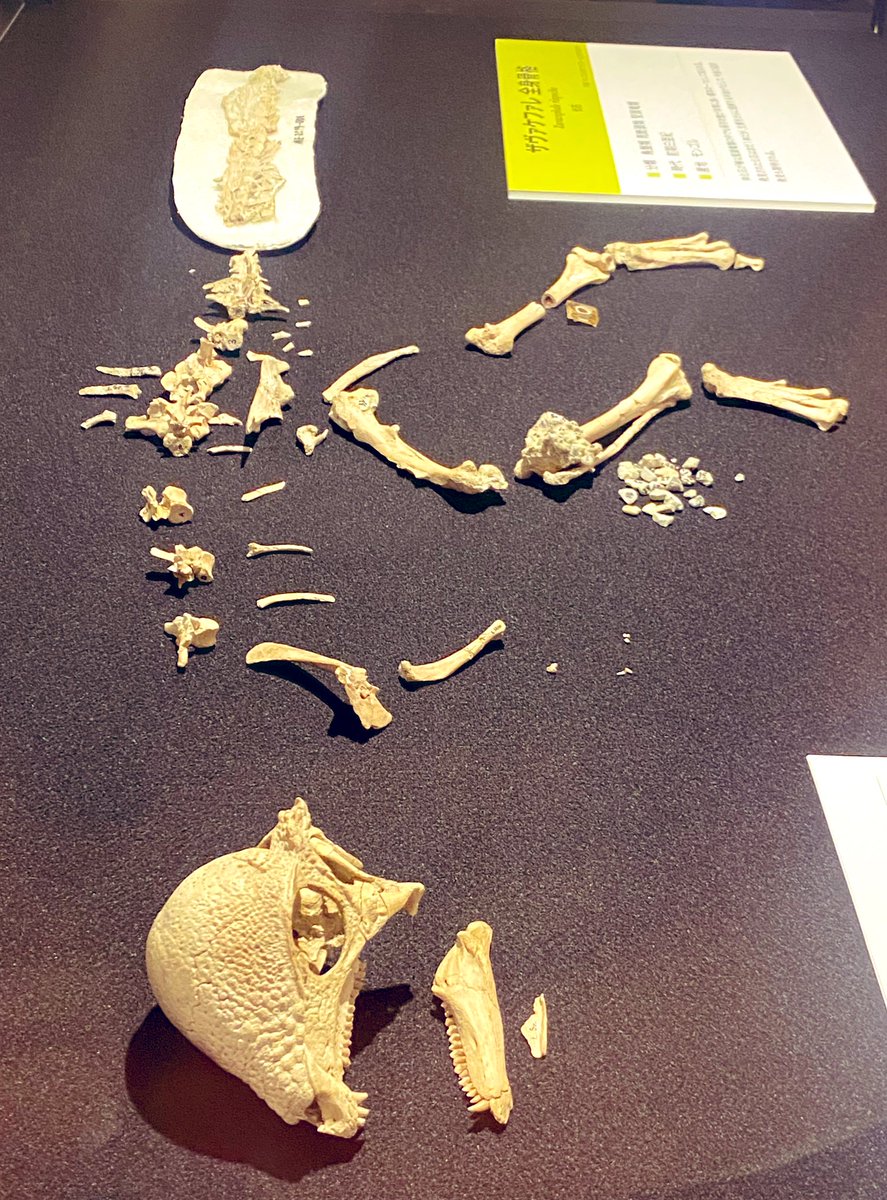 twatanabe_nh's tweet photo. 福島県立博物館の大恐竜展🦖
院生時代にめっちゃくちゃ相談に乗っていただいた総合監修の学芸員さんにも会いに行ってきました！
えぐ混んでたけど、ザヴァケファレ美しすぎた✨
最後のPaleo-Evo-Devoの展示も！（いつか自分もやりたい🐣）
#博物館探訪 #福島県博 #大恐竜展 #ザヴァケファレ https://t.co/VaJF3xh0RB