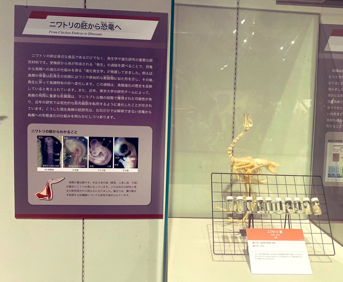twatanabe_nh's tweet photo. 福島県立博物館の大恐竜展🦖
院生時代にめっちゃくちゃ相談に乗っていただいた総合監修の学芸員さんにも会いに行ってきました！
えぐ混んでたけど、ザヴァケファレ美しすぎた✨
最後のPaleo-Evo-Devoの展示も！（いつか自分もやりたい🐣）
#博物館探訪 #福島県博 #大恐竜展 #ザヴァケファレ https://t.co/VaJF3xh0RB