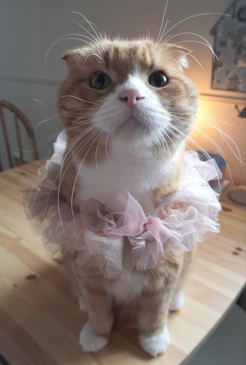 oinrno's tweet photo. ９才になったの？と訊いたら、「ウゥ〜ン」と言っていた、お誕生日ねこちゃん🌿🕯️🎂 https://t.co/zoQIo6Zgg6