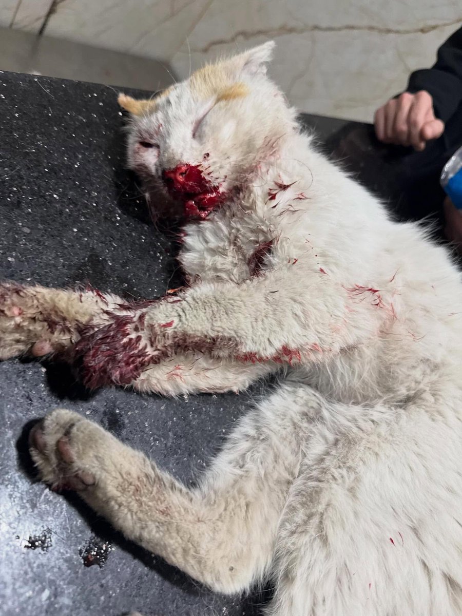 hvhpio15315dhd7's tweet photo. She is currently under intensive care, hooked up to treatment, and her body temperature is dangerously low.

💔 Please, any donation can help.
💔 Any dollar makes a difference.
💔 We truly need your support to continue saving lives.

Please share her story, pray for her recovery. https://t.co/8yKTcv26IR