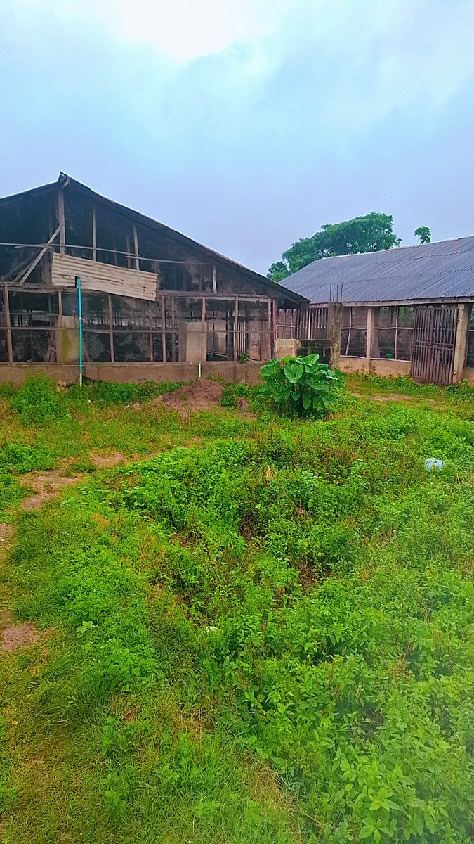 AjiAgroWea7w7q's tweet photo. EGGCELLENT WEEKEND AHEAD
ποΈ ποΈ ποΈ
#Agriculture #Farming #Livestock
#AnimalFarm #DairyFarming #Poultry #FHC #SustainableFarming #farmer #OrganicFarming #Agribusiness #FarmLife #Ranching #nature #AjiAgroWealthLTD #AnimalFarm #MegaFarm #AjiAgrowealth #LivestockFarming https://t.co/3lztaFNCQk