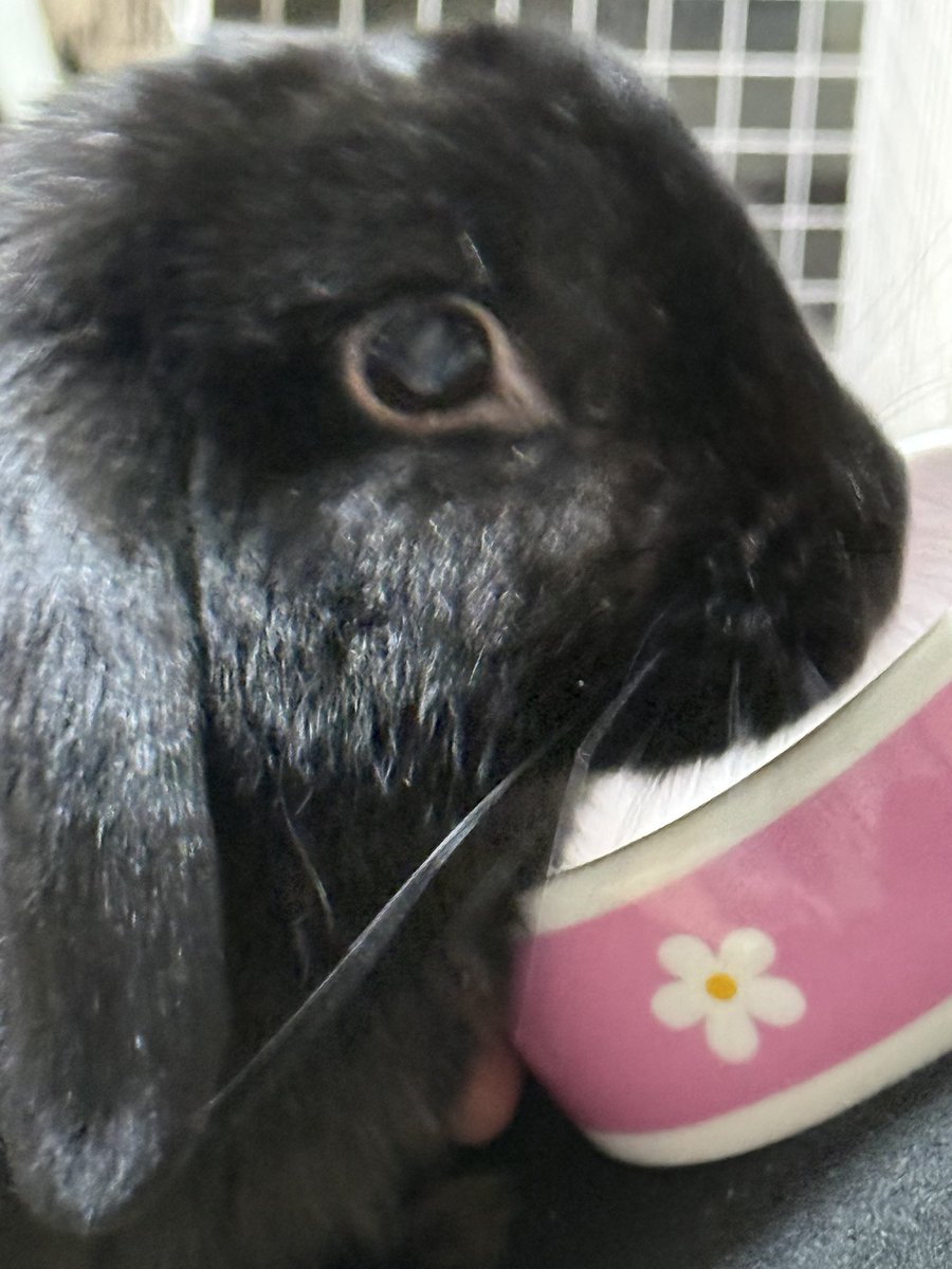 setoseto002's tweet photo. 0925 #うさぎ #ロップイヤー #ロップイヤーラビット #ロップイヤーラビットの女の子 #へやんぽ🐰 https://t.co/MqeuyxMQ0P