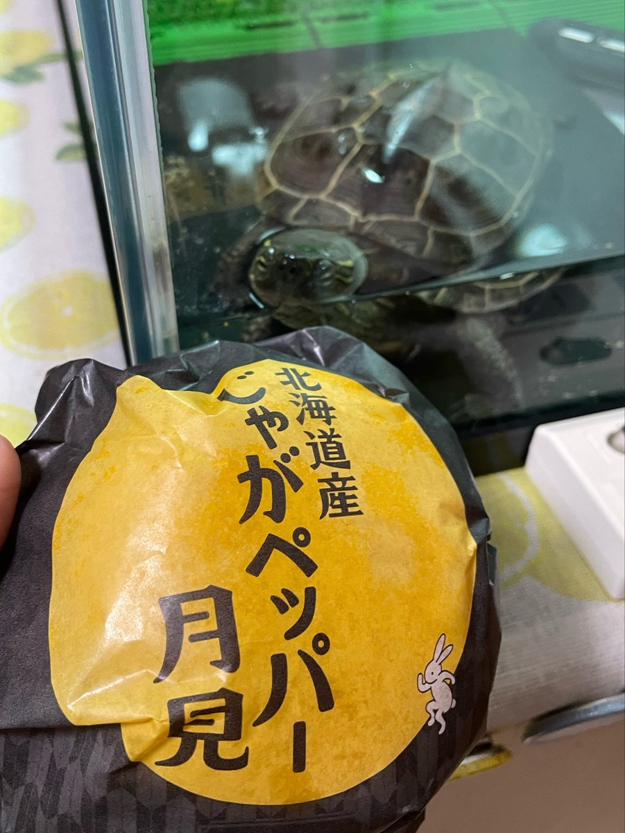 choma7387's tweet photo. つきみとつきみ(つーちゃん)

#クサガメつーちゃん https://t.co/SNIrNb03af