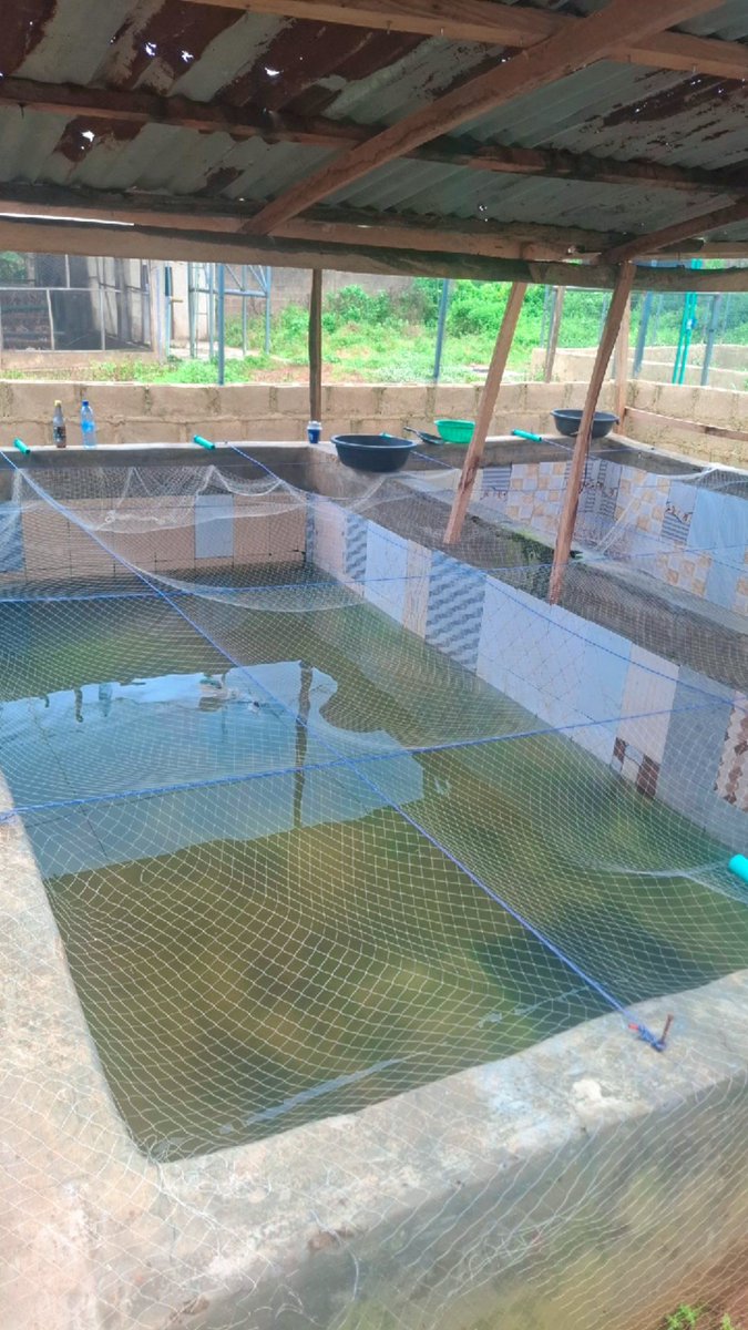AjiAgroWea7w7q's tweet photo. A lovely Friday at Aji AgroWealth LTD ILESA OSUN STATE NIGERIA π³π¬ ππ
#Agriculture #Farming #Livestock
#AnimalFarm #DairyFarming #Poultry #FHC #SustainableFarming #farmer #OrganicFarming #Ranching #nature #AjiAgroWealthLTD #AnimalFarm #MegaFarm #AjiAgrowealth #LivestockFarming https://t.co/vDvlwQKpWA