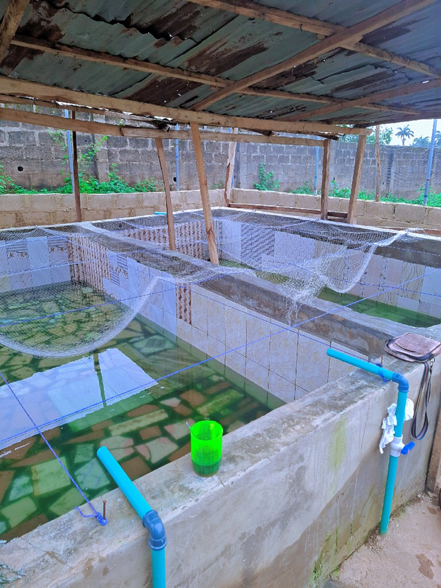 AjiAgroWea7w7q's tweet photo. A lovely Friday at Aji AgroWealth LTD ILESA OSUN STATE NIGERIA π³π¬ ππ
#Agriculture #Farming #Livestock
#AnimalFarm #DairyFarming #Poultry #FHC #SustainableFarming #farmer #OrganicFarming #Ranching #nature #AjiAgroWealthLTD #AnimalFarm #MegaFarm #AjiAgrowealth #LivestockFarming https://t.co/vDvlwQKpWA