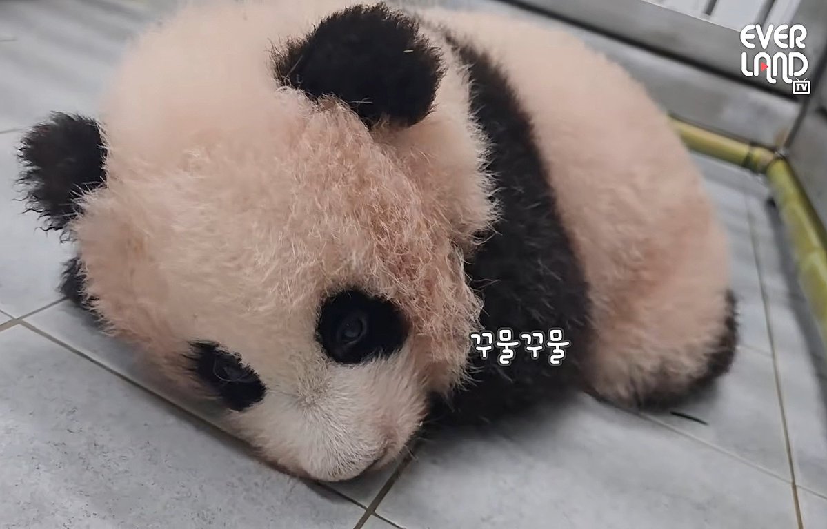 fuhurufu_'s tweet photo. 추석 들어간 글 맘찍하면 진짜 추석토끼 나오나?ㅋㅋㅋ 왜 안될까? https://t.co/M76avJpDVF