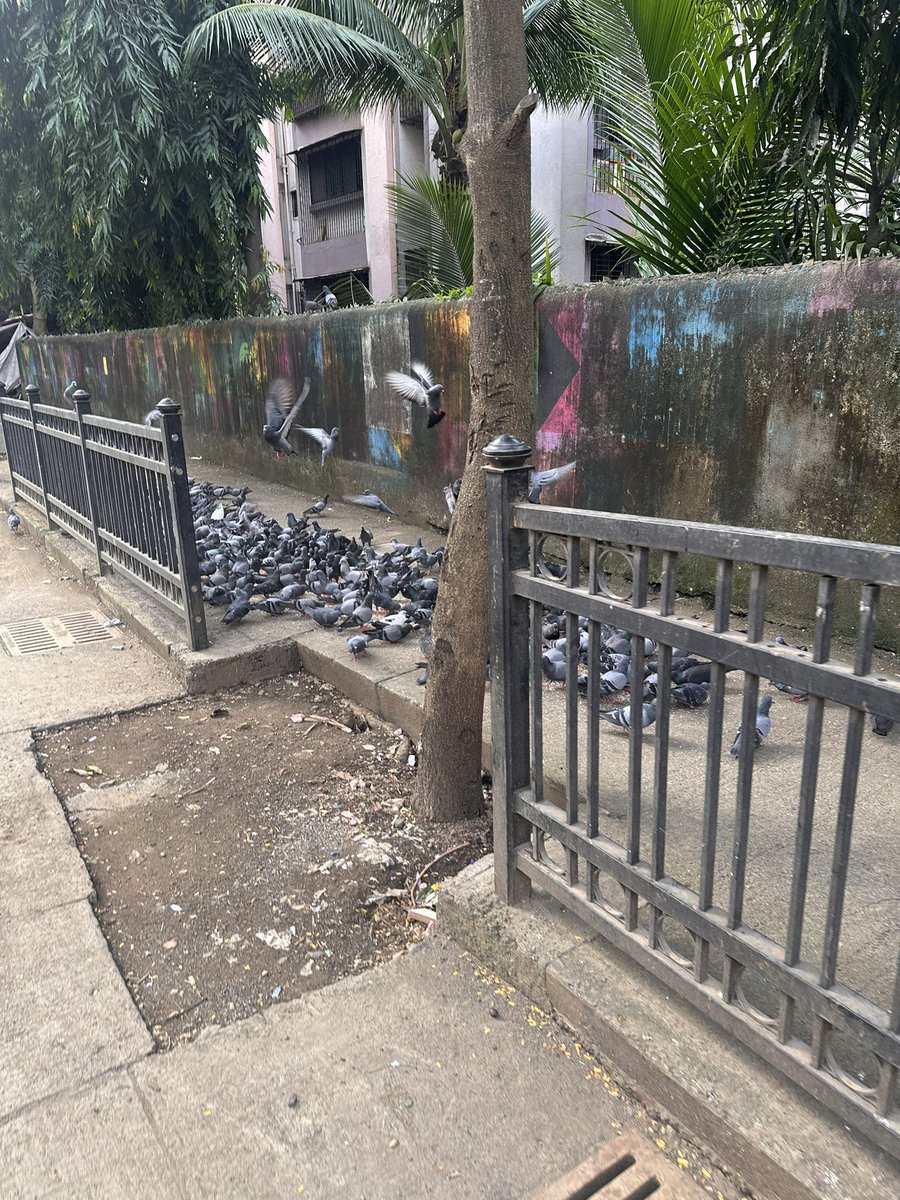 PSanjivani's tweet photo. @mybmc @mybmcWardRC Pigeon menace is back on Devidas Rd. I raised this earlier. BMC posted an officer + notice against feeding; it worked while monitored. Feeding has resumed. Pls renew enforcement, remove illegal feeding points &amp; ensure safe passage around the dug-up road. https://t.co/7RuybWEFOV