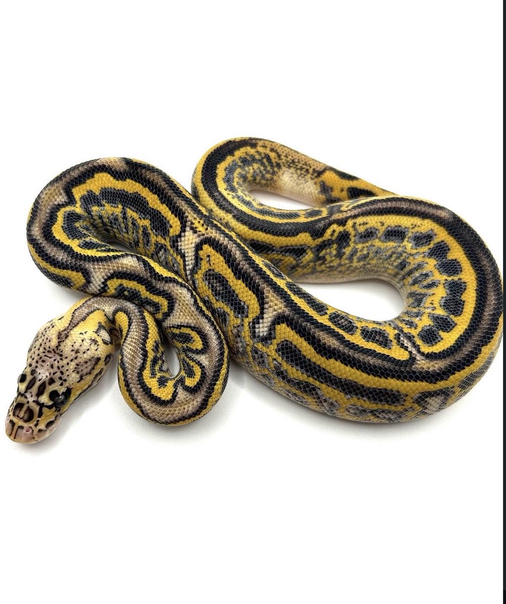 adamas_ball's tweet photo. 【ADAMAS 26’  HOLD BACK】

0.1 Pastel Leopard Hurricane Super Gravel poss Fire het Clown  AKA Het Blue Goblin

Neverland Reptilesの代名詞とも言える
Blue Goblinの シブリングであるhet個体を
ADAMAS BALLに託してくれました。

今回輸入した個体たちも同じ血統が使用されています。

2枚目の参考画像はClownがvisual化した状態で
黄色と青色の凄まじいパターンが特徴です

本人曰く、誰にも譲る気は無かったけど
私たちにならということで意志を託されました。

Absolute Breeder's Pride. ADAMAS BALL