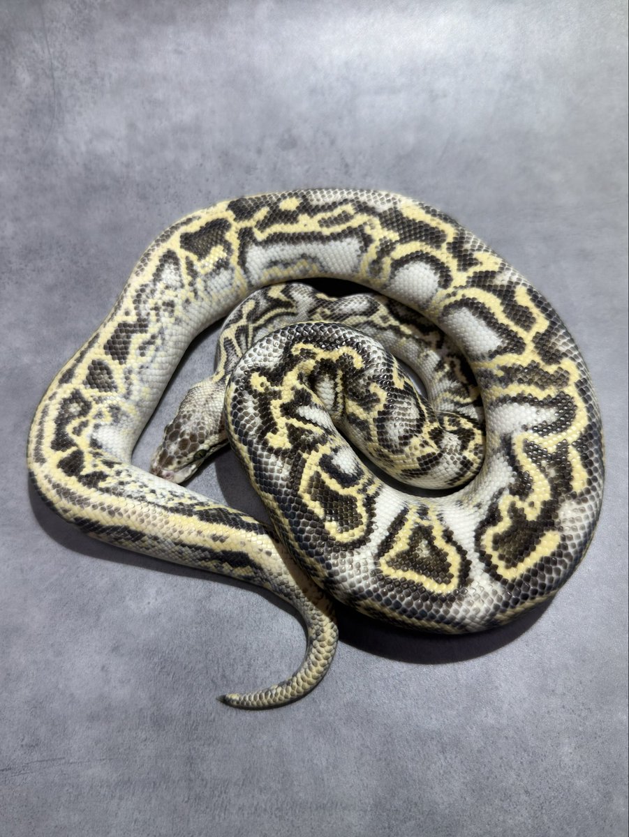 adamas_ball's tweet photo. 【ADAMAS 26’  HOLD BACK】

0.1 Pastel Leopard Hurricane Super Gravel poss Fire het Clown  AKA Het Blue Goblin

Neverland Reptilesの代名詞とも言える
Blue Goblinの シブリングであるhet個体を
ADAMAS BALLに託してくれました。

今回輸入した個体たちも同じ血統が使用されています。

2枚目の参考画像はClownがvisual化した状態で
黄色と青色の凄まじいパターンが特徴です

本人曰く、誰にも譲る気は無かったけど
私たちにならということで意志を託されました。

Absolute Breeder's Pride. ADAMAS BALL