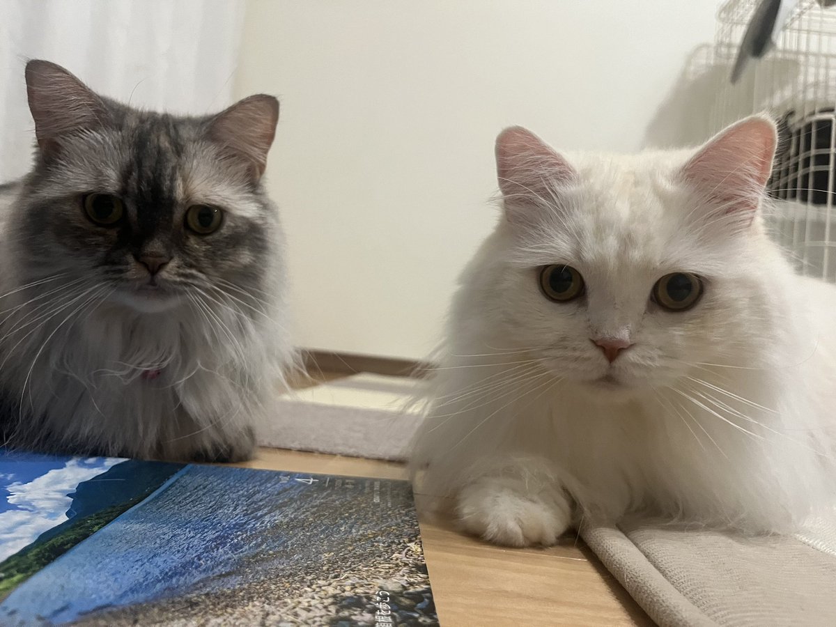 toro_scottish's tweet photo. にゃに？
にゃに？
#スコティッシュフォールド #ラガマフィン #猫のいる暮らし #猫 #家猫 https://t.co/mrSPeAIj0K