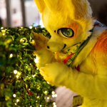 Photo by 雪梨 (@NoremFox)