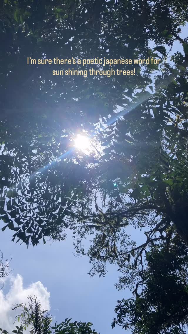 SandiLogindu7's tweet photo. What do you call this? I’m grateful for the time and opportunity to pause and watch sunlight stream through the trees. https://t.co/DFJuy8eBj8