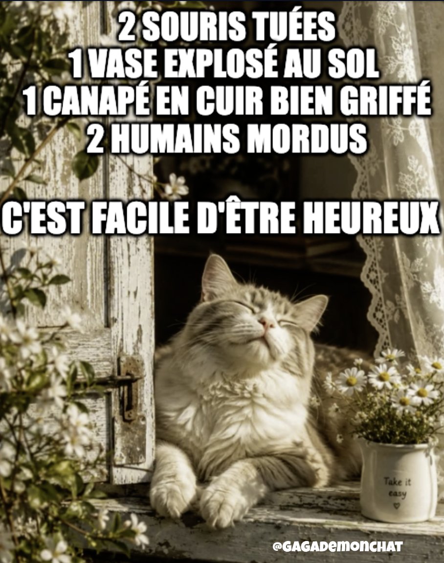 gagademonchat's tweet photo. C'est simple le bonheur pour un chat ! 😻
📸  : @McMichelSim https://t.co/D81KbsVJwg