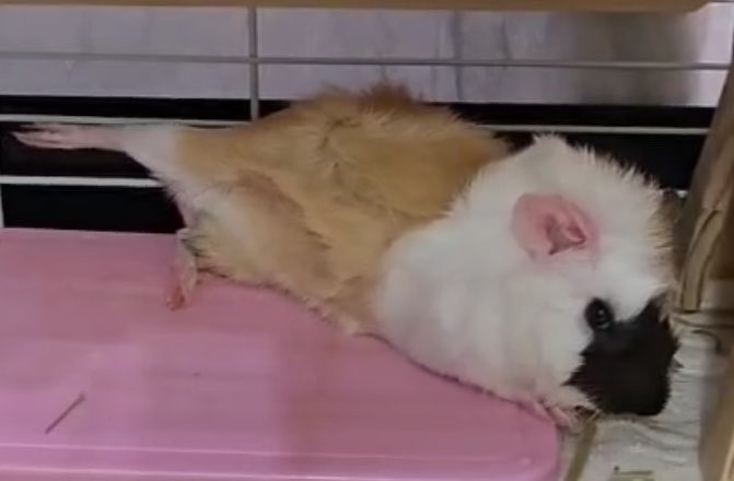 smitomorara's tweet photo. こんばんは。
夜のストレッチ、クセ強め😂🐹
#モルモット #guineapig」 https://t.co/Hf5FrL4QkE