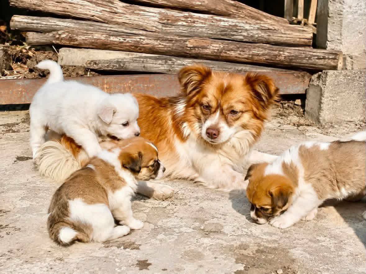 VeroLestrade's tweet photo. We will never forget Wang Wang and her puppies.
We will not stop.
No national animal-cruelty law. No justice. Same province now hosting APEC 2026.
Ban tourism to China until there is a law with teeth.
#JusticeForWangWang #旺旺 #BoycottChinaTourism #APEC2026 https://t.co/GLaUTACHkM