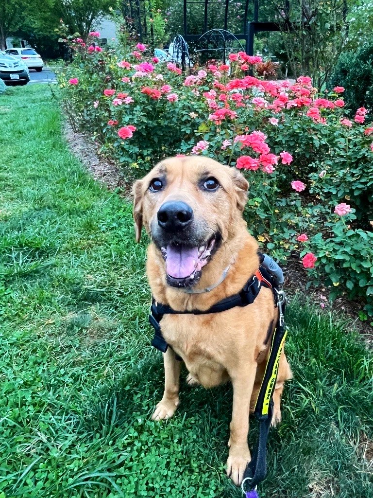 Dubs4Mutts's tweet photo. ✨Happy Friday from Amber 🦮💝
📝 As humom continues traveling for work &amp; helping grandpa with cancer treatments, please help us share the #RockyMount #NC dogs &amp; all the doggies needing homes 🙏🏽🏡 Choose to adopt 🤗 https://t.co/l4La9rso4C