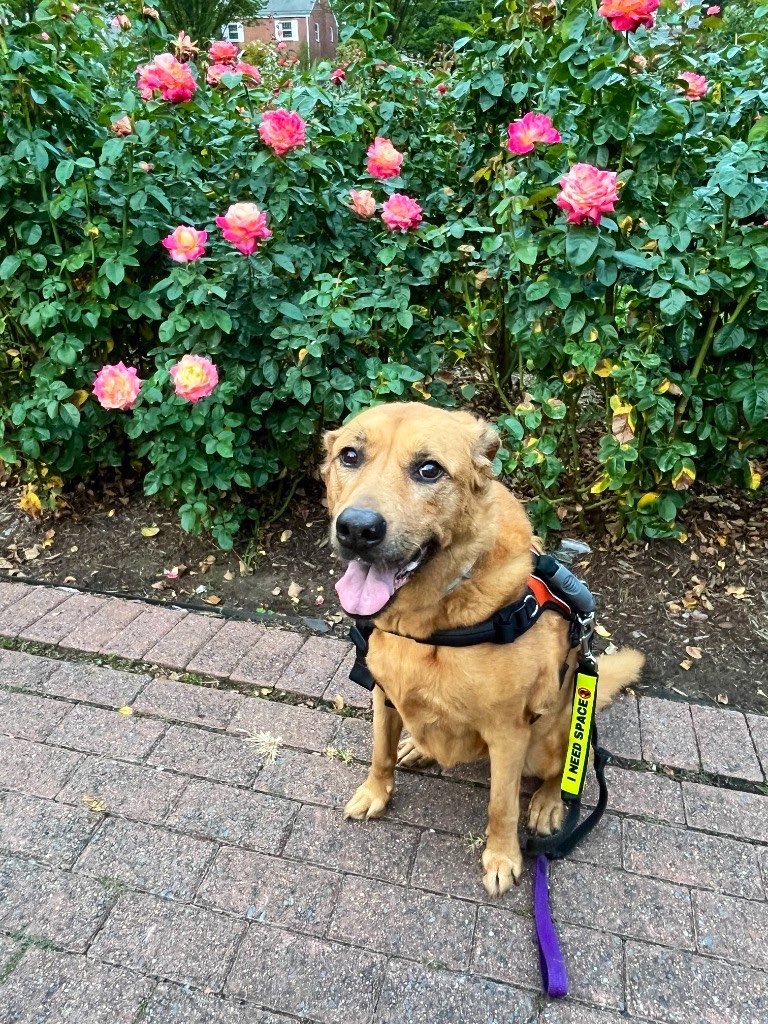 Dubs4Mutts's tweet photo. ✨Happy Friday from Amber 🦮💝
📝 As humom continues traveling for work &amp; helping grandpa with cancer treatments, please help us share the #RockyMount #NC dogs &amp; all the doggies needing homes 🙏🏽🏡 Choose to adopt 🤗 https://t.co/l4La9rso4C