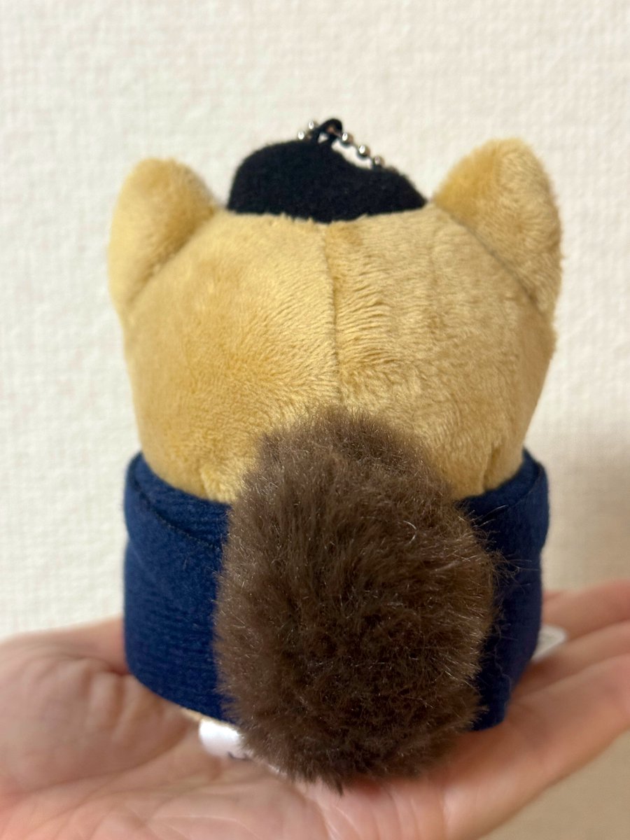 washigreen's tweet photo. うちのフォゼ菊さんです。
見てください！！
横からのフォルムが正面からと少しギャップがある感じがして可愛いです♡ https://t.co/8UcBG1OI5A