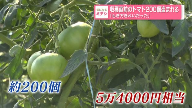 livedoornews's tweet photo. 【窃盗事件】収穫直前のトマト200個盗まれる「もぎ方きれいだった」 青森・深浦町
https://t.co/gjyxYuX2Ns

生産者の男性によると、収穫直前のトマトがおよそ200個もぎとられていたという。被害額は5万4000円相当。「もぎ方もきれいだったし、木を傷つけている感じも全然なかった」と語った。 https://t.co/jkAdAWmoR4
