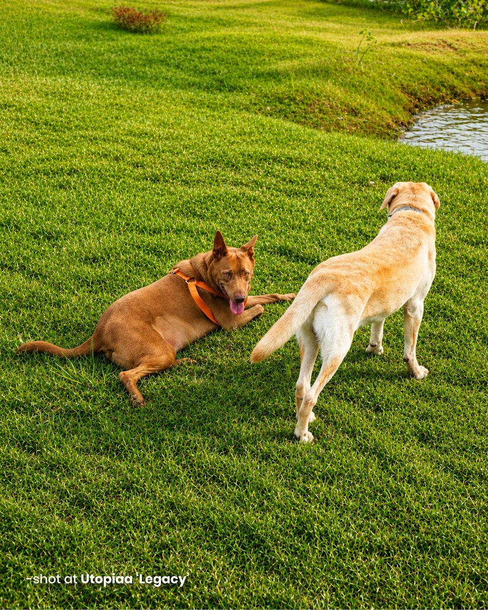 RustyLebeouf's tweet photo. Some places welcome you. The best ones welcome your furry family too. At Utopiaa Legacy, open spaces, fresh air, and peaceful surroundings let pets run free, make friends, and enjoy nature. Because every family member deserves to feel at home. https://t.co/jwiwsiBNuj