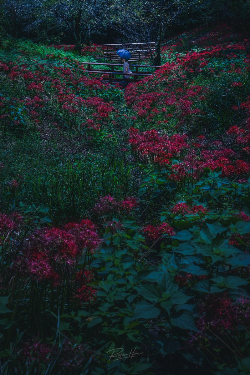 dualsurface's tweet photo. 彼岸花に誘われて

📍城山公園 l 栃木県茂木町 https://t.co/B03j54O1Ht