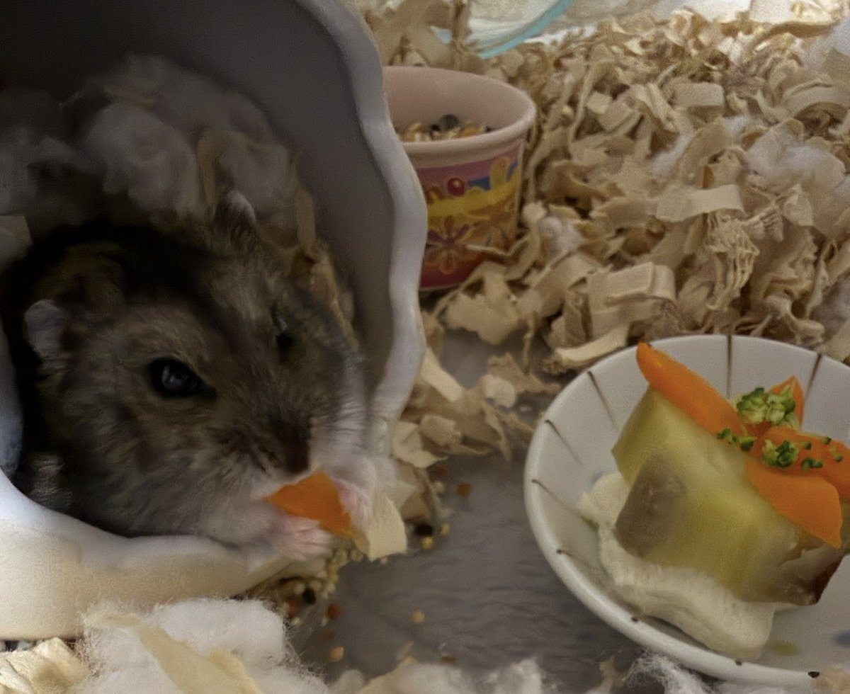 tamaya0519's tweet photo. 粟ちゃん🐹
1歳のお誕生日おめでとう🎂
#ハムスター
#粟太郎 https://t.co/vLEEyPf00l