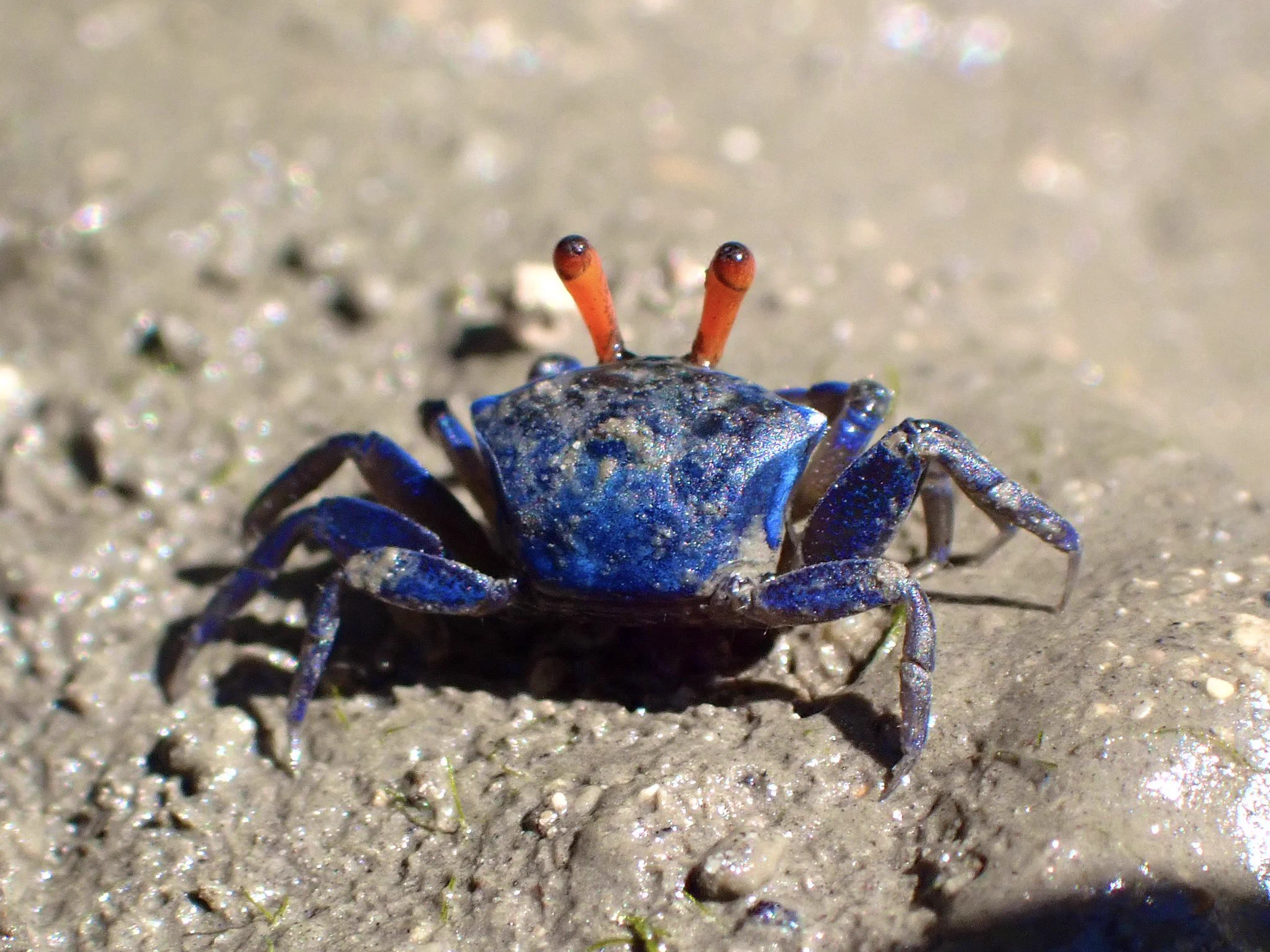 もぐるいるい🤿🦐🦀 on X: 