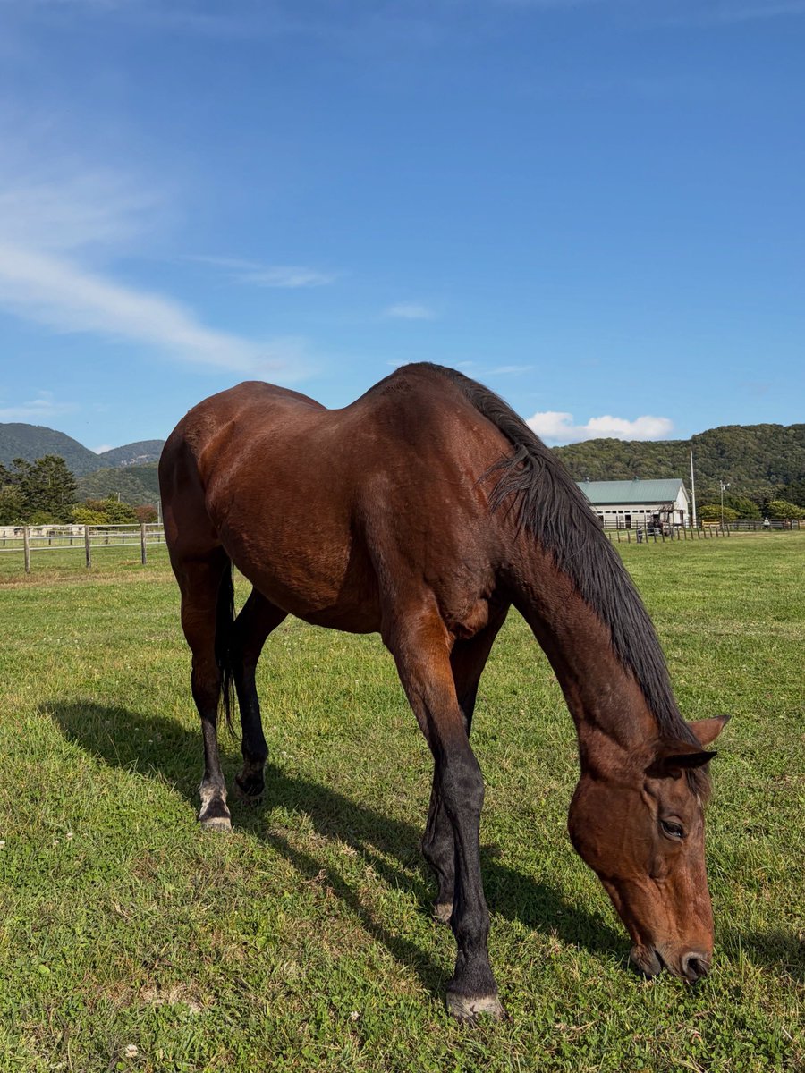 subaruru_dq10's tweet photo. 鮫川牧場のオースミハルカを見学させていただきました。
去年からお変わり無い様子でよかったです！
北海道牧場の色々な話を聞けて楽しかったです。
ありがとうございました！

(見学には予約が必要です) https://t.co/DwxczIZGAH