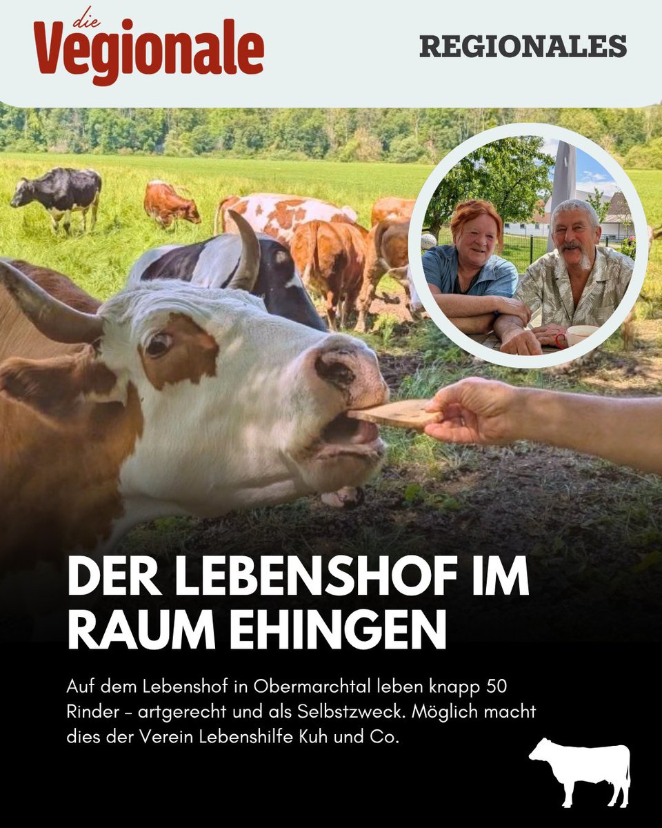 dieVegionale's tweet photo. Wusstet ihr, dass es im Raum Ehingen einen Lebenshof gibt? Hier leben rund 50 Rinder, die nicht für Milch oder Fleisch gehalten werden, sondern einfach Rinder sein dürfen. Den gesamten Bericht, lest ihr auf unserer Homepage:
https://t.co/ufDWwn4Y6D https://t.co/0Kem4AvcYa