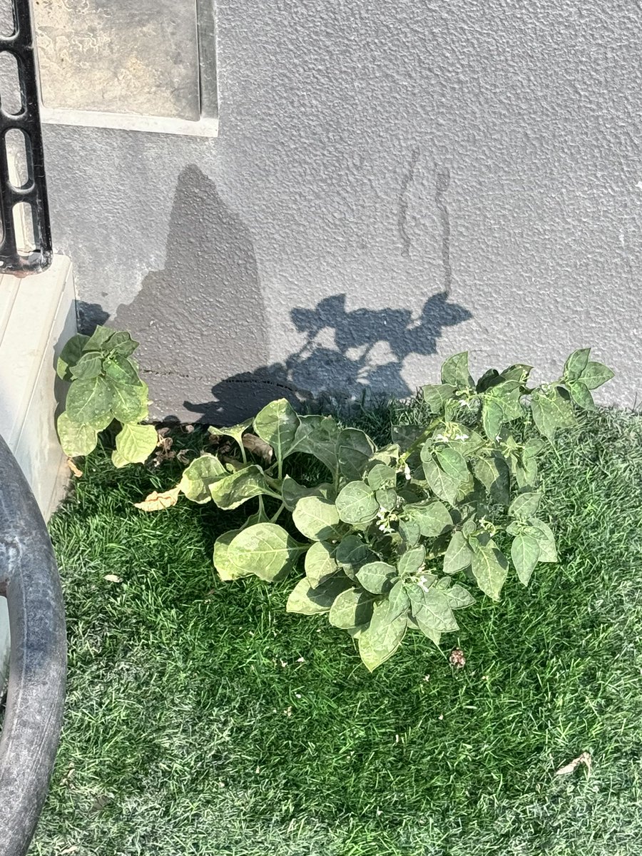 ren_ryuga_scp's tweet photo. Apparently I never properly introduced Twitter to George.
Meet George. 🌱
He lives outside, minds his own business, and somehow continues surviving despite being under my supervision.
Current containment status: thriving.
Please welcome him to the Foundation. 😂
#RenRyuga #SCP https://t.co/BCNjDDYd5Q