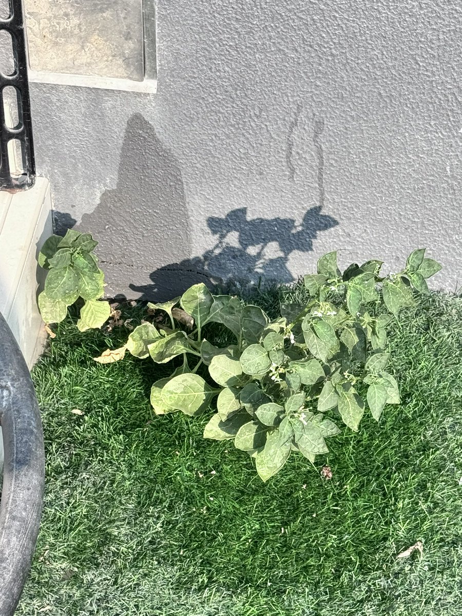 ren_ryuga_scp's tweet photo. Apparently I never properly introduced Twitter to George.
Meet George. 🌱
He lives outside, minds his own business, and somehow continues surviving despite being under my supervision.
Current containment status: thriving.
Please welcome him to the Foundation. 😂
#RenRyuga #SCP https://t.co/BCNjDDYd5Q