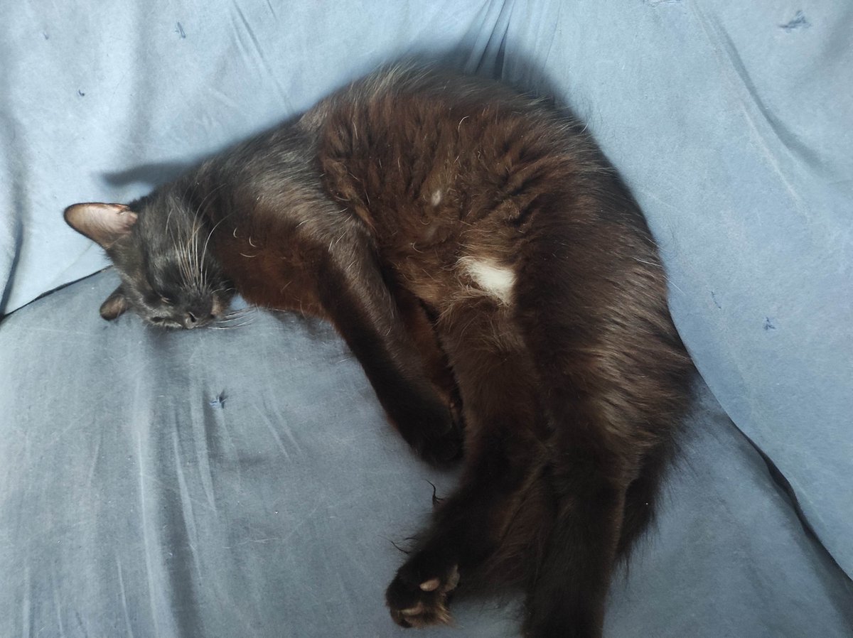 carmeballesta's tweet photo. Quina migdiada.😊😸
I què guapo què és el meu Mali.
És juganer, bo i molt agraït.😻
#Gats
#Gato https://t.co/lzfPgPWjlf