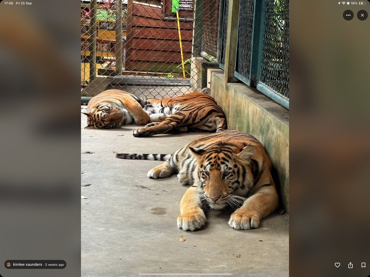 yesWiktor's tweet photo. As I was searching for activities for my upcoming Thailand holiday I came across these horrifying Tiger zoos. Hundreds of tigers clearly drugged/sedated, beaten and abused for tourists to get some pictures. @MrBeast WE NEED YOUR HELP! SAVE THESE ANIMALS PLEASE 🙏🏼 https://t.co/W9Ra88lQze
