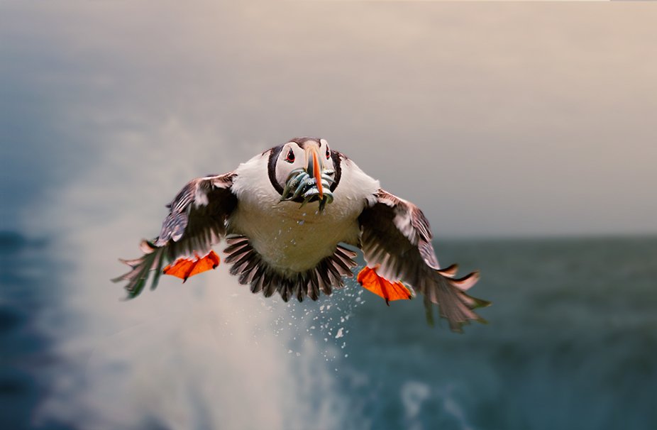 viewbug's tweet photo. Puffin, incoming. 🌊
“morning breakfast” by joecas — from Untamed Nature Photo Contest on VIEWBUG.
Winners gallery: https://t.co/UkXX8b7KGd
#photography #wildlifephotography #birdphotography #viewbug https://t.co/VA28VBwPTj